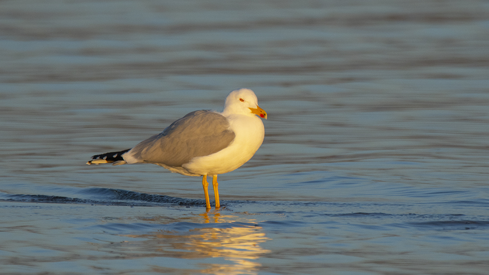 Yellow-legged Gull